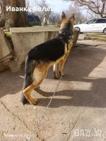 Продавам чистокръвна немска овчарка на 11 месеца , снимка 4 - Немска овчарка - 52939439