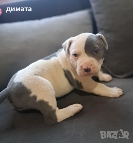 Американски питбул териер , снимка 10 - Питбул - 56093716