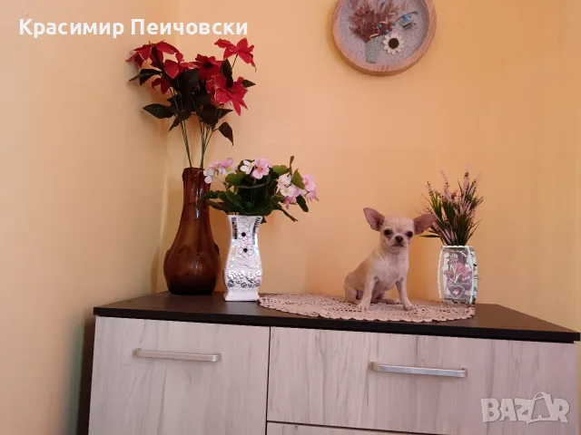 женско чихуахуа. , снимка 3 - Чихуахуа - 55766980