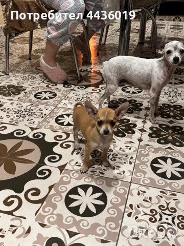 Чистокръвен пинчер, снимка 2 - Пинчер - 53879655