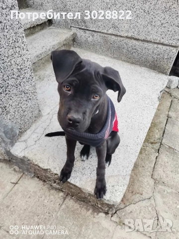 кане корсо куче , снимка 2 - Кане корсо - 52621974