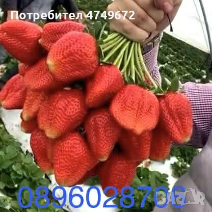 Расад Ягоди и Малини , снимка 4 - Разсади - 53928813