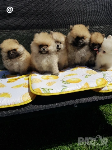 Померан померани Гр. София, снимка 3 - Померан - 54318867