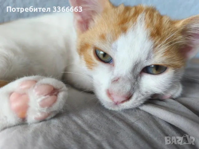 ПОДАРЯВАМ женски котенца