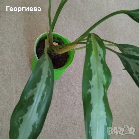 Аглаонема , снимка 3 - Стайни растения - 52170636