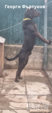 Гонче, снимка 6 - Други - 54225831