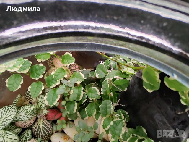 Фикус Пумила варигата