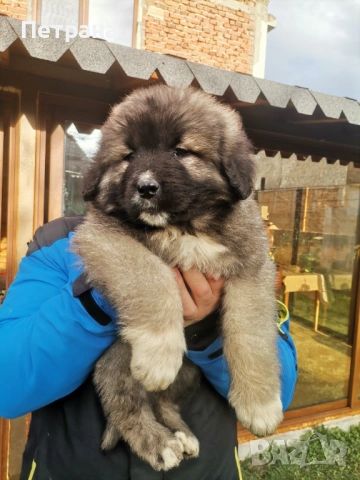 Кавказка овчарка, снимка 8 - Кавказка овчарка - 52890353