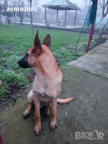 Белгийска овчарка - мъжко куче на 5м., снимка 4 - Белгийска овчарка - 53368238
