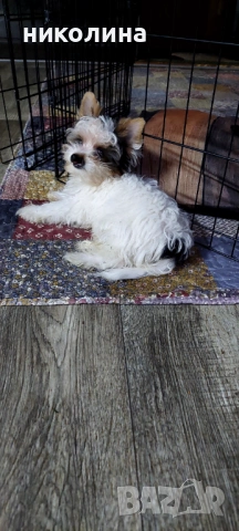 Продавам Йоркширски териер , снимка 5 - Йоркширски териер - 53016088