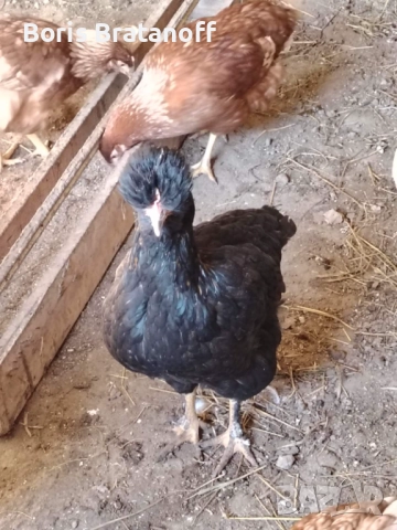 продавам или заменям ярка струмски бантам стандарт , снимка 2 - други­ - 51959011