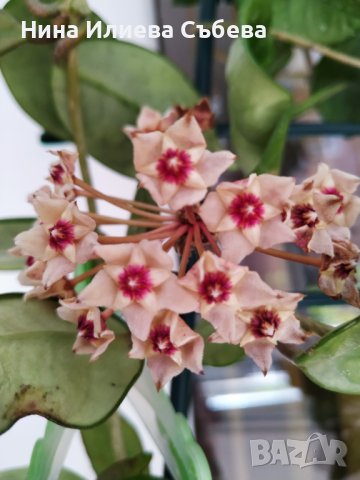 Хоя восъчно цвете Red flowers 