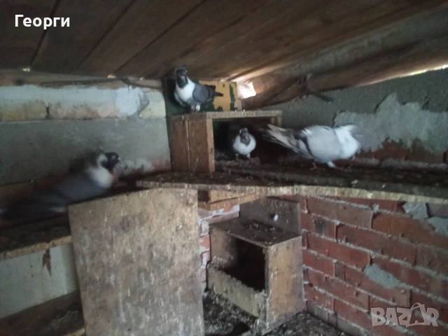 Чирпански гълъби