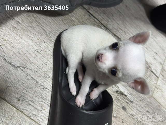 Мини чихуахуа, снимка 2 - Чихуахуа - 54153802