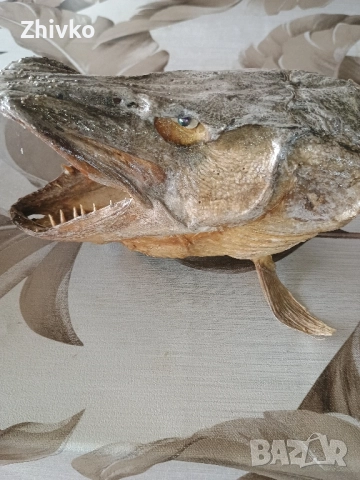Глава на щука, снимка 4 - Антикварни и старинни предмети - 52534001
