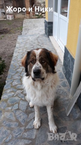 Породисто българско овчарско куче (БОК) търси приятелка за поколение , снимка 4 - Каракачанска овчарка - 35383543