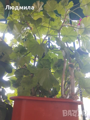 Мушкато,големи,отгледани ОСТАНАЛИ 9бр.ДОГОВАРЯНЕ., снимка 9 - Стайни растения - 51304792