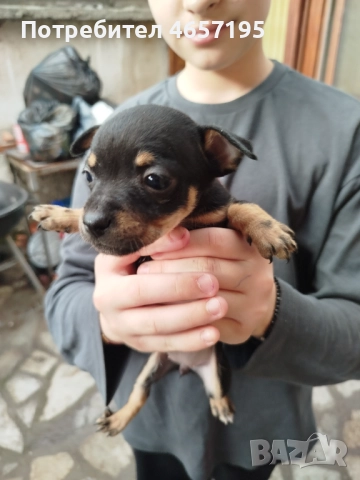 Пинчери, малки пинчери,, снимка 1