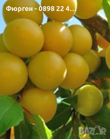 Руска слива „ Афъзка Жълта “, снимка 2 - Разсади - 52656806