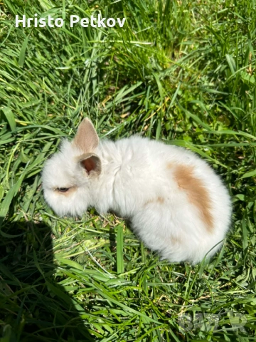 Просавам Декоративни Зайчета 