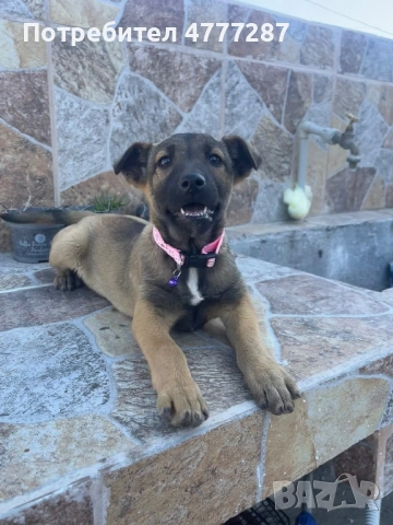 Кръстоска ….. белгийска Малиноа Последно женско, снимка 2 - Белгийска овчарка - 54312553