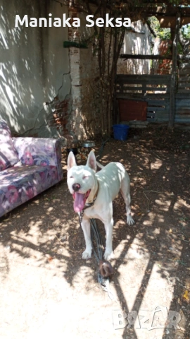 Турска му нов дом