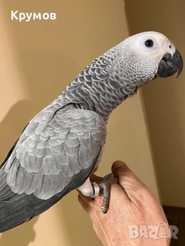  Продавам папагали Жако (African Grey Parrot), снимка 9 - Папагали - 51531679