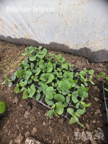 Разсад краставици, снимка 5 - Разсади - 54165408