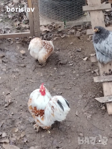 Продавам яйца за лупене от мини кохин