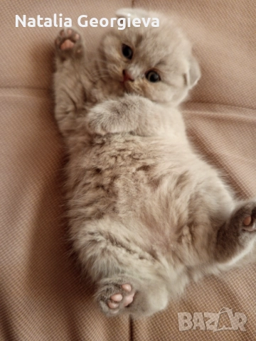 Шотландски котенца , снимка 7 - Британска късокосместа - 52672572