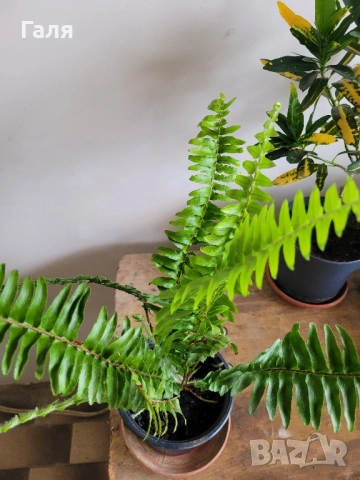 Папрат , снимка 2 - Стайни растения - 52017353