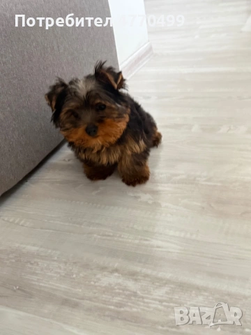 Йоркширски териер ! Топ