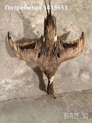 Продавам препарирана патица, снимка 4 - Антикварни и старинни предмети - 52950125