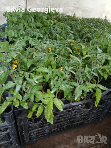 Разсад домати,краставици,пипер, снимка 13 - Разсади - 53459228