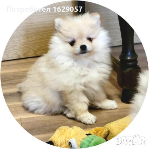 Померан/Мини померан 