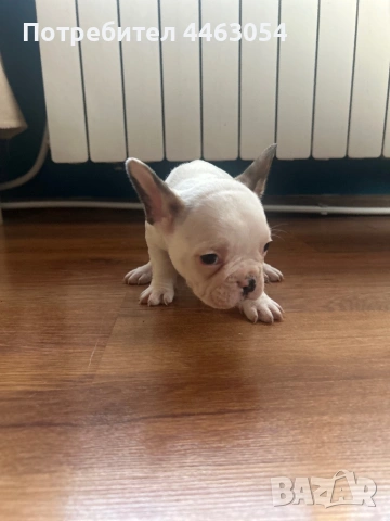 Бебета Френски Булдоци, снимка 7 - Френски булдог - 54174661
