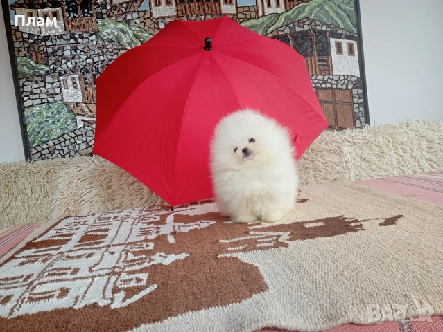 Бели мини Померани. Реални снимки от 04.04.26 г. , снимка 5 - Померан - 54055195