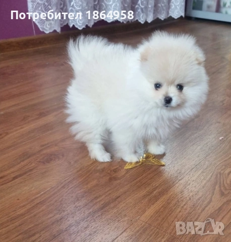 БЕБЕТА ПОМЕРАН Доставка