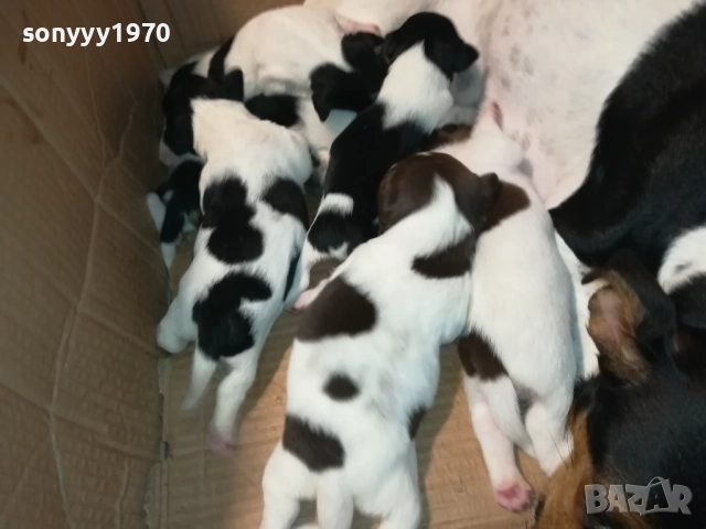 ДЖАК-СЛАДКИ БЕБЕТА 2508250707, снимка 5 - Джак ръсел териер - 51479040