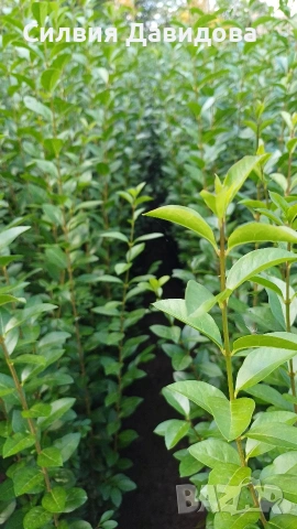 Лигуструм Овалифолиум за жив плет на гол корен, снимка 11 - Градински цветя и растения - 53931658