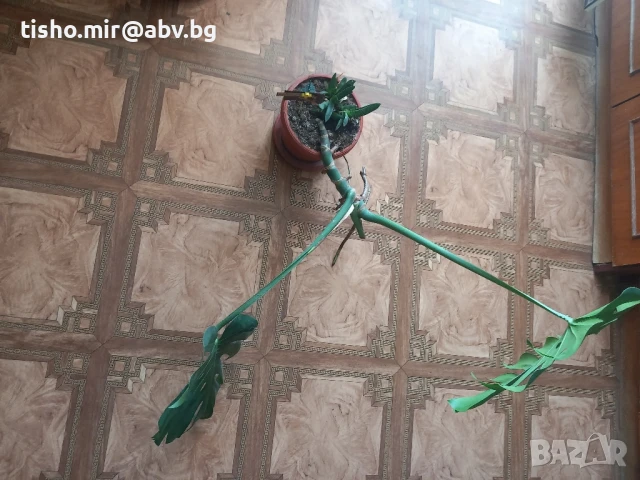 Филодендрон, снимка 2 - Стайни растения - 50517747