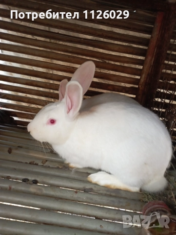 Работещ мъжки заек цика 
