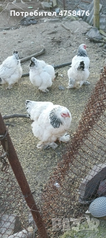 яйца за лепене от Колумбийска брама , снимка 2 - Кокошки и пуйки - 54178648