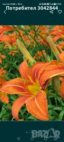 Продавам луковици на хемерокалис и бял ,жълт  и лилаво и бяло ирис., снимка 2 - Градински цветя и растения - 47374673