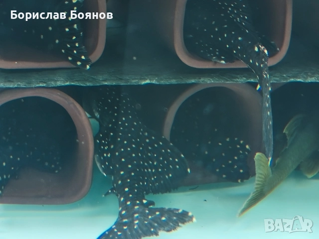 pleco, снимка 4 - Рибки - 54176529