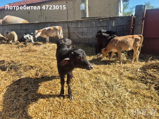 Продавам телета и биволи, снимка 4 - Други - 56227185