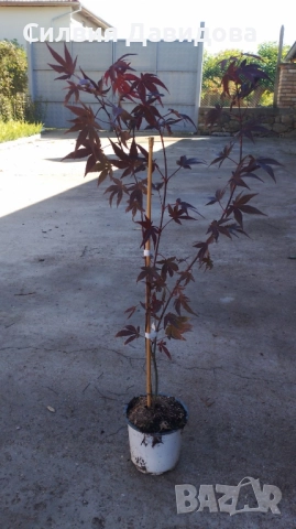 Японски клен Acer, снимка 5 - Градински цветя и растения - 52499746