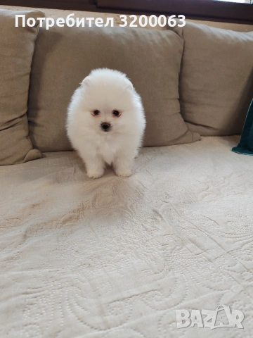 Померан мини шпиц.