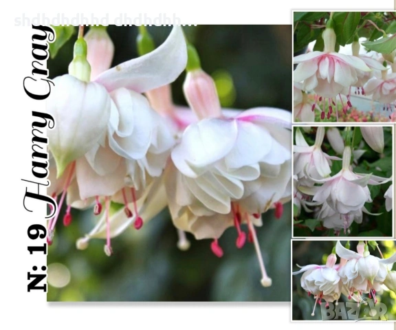 Фуксия многодишна Каскадна , снимка 10 - Градински цветя и растения - 54270810