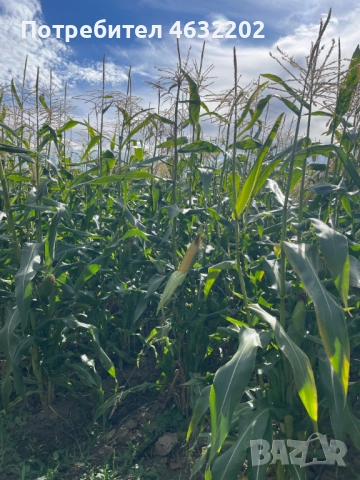 Замразена сладка царевица, снимка 3 - Домашни продукти - 52171913